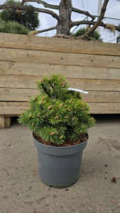 IMG_20260412_111317