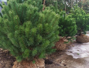 унцината