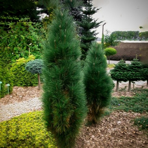 green-tower