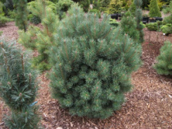 pinus_sylvestris_compressa