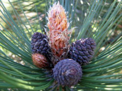 full_pinus-heldreichii-satellit-2
